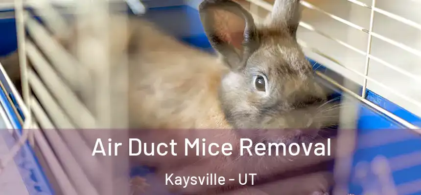  Air Duct Mice Removal Kaysville - UT