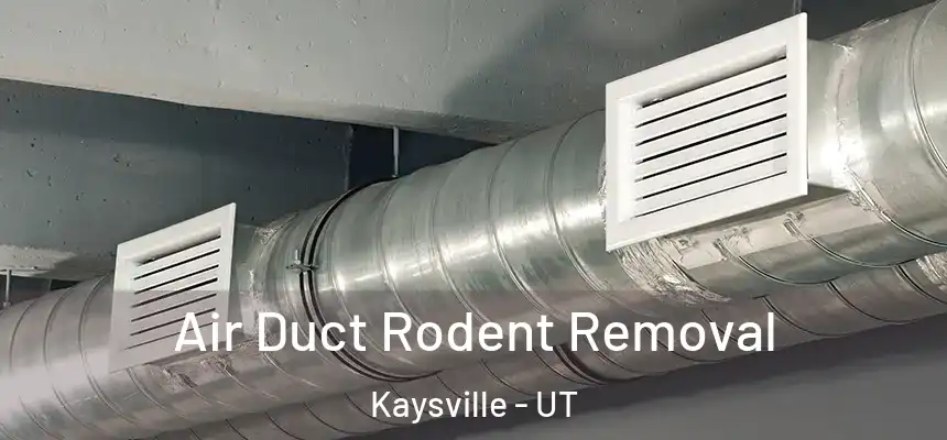  Air Duct Rodent Removal Kaysville - UT