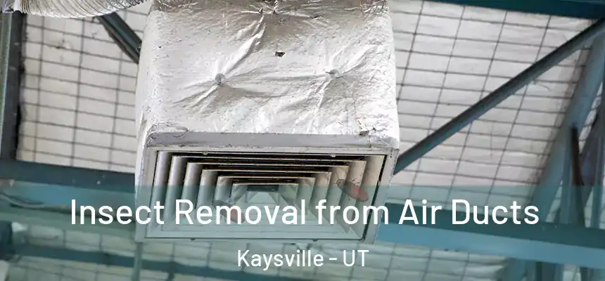 Insect Removal from Air Ducts Kaysville - UT